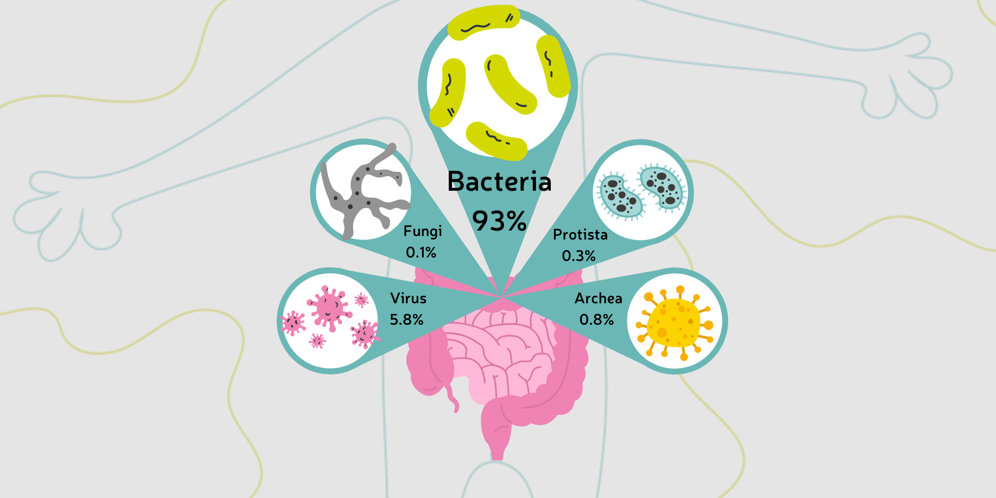 What microbes can be found in my gut?