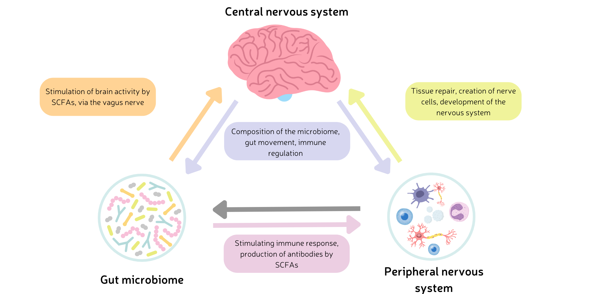 Communication between central nervous system, peripheral nervous system and the gut microbiome