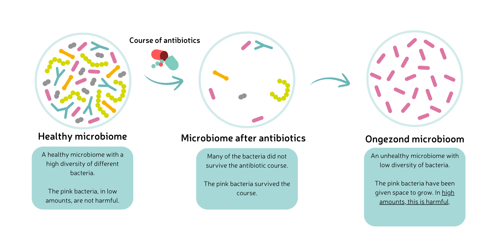 How do antibiotics influence the gut microbiome