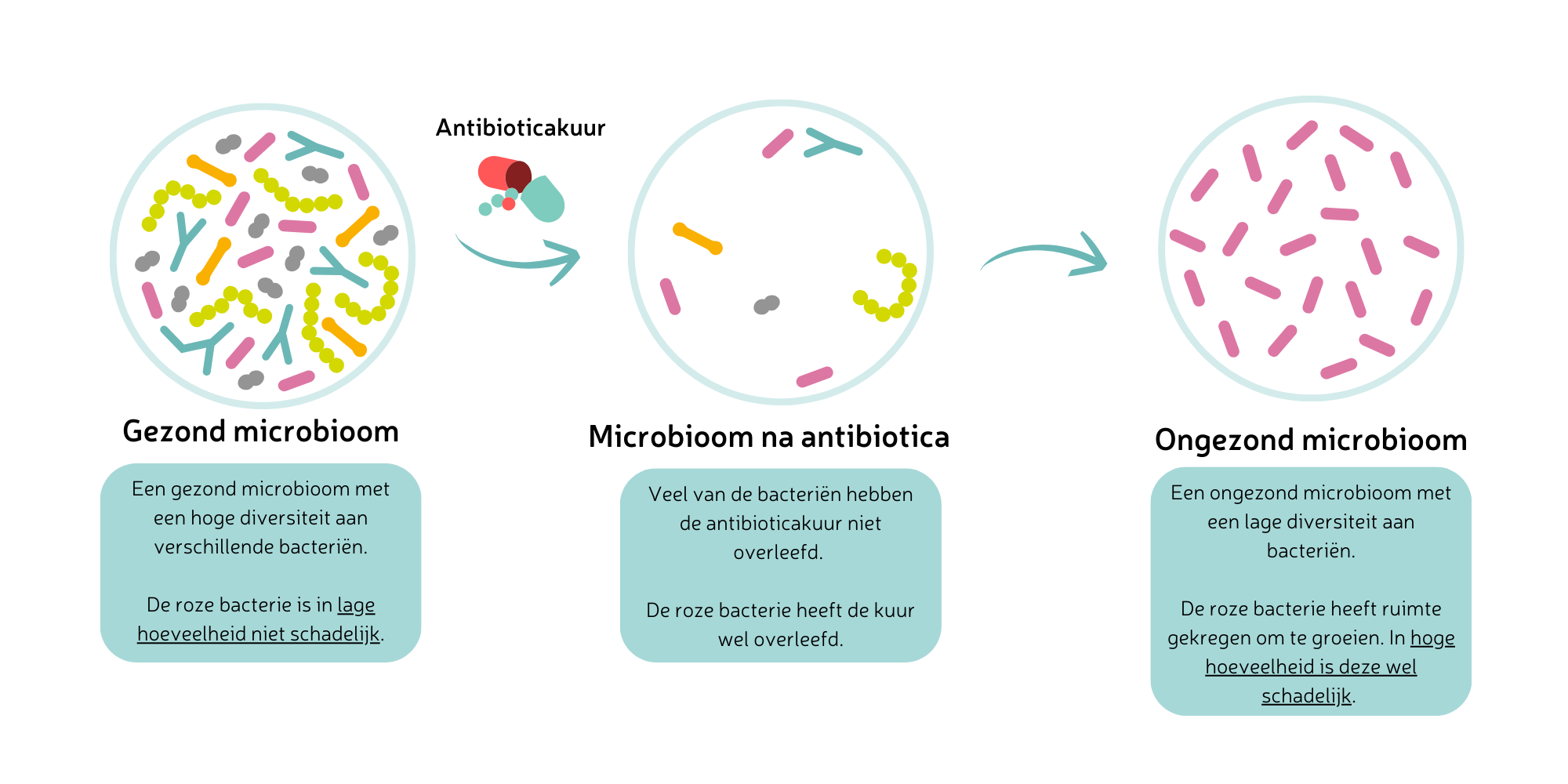 Effect van antibiotica op het microbioom