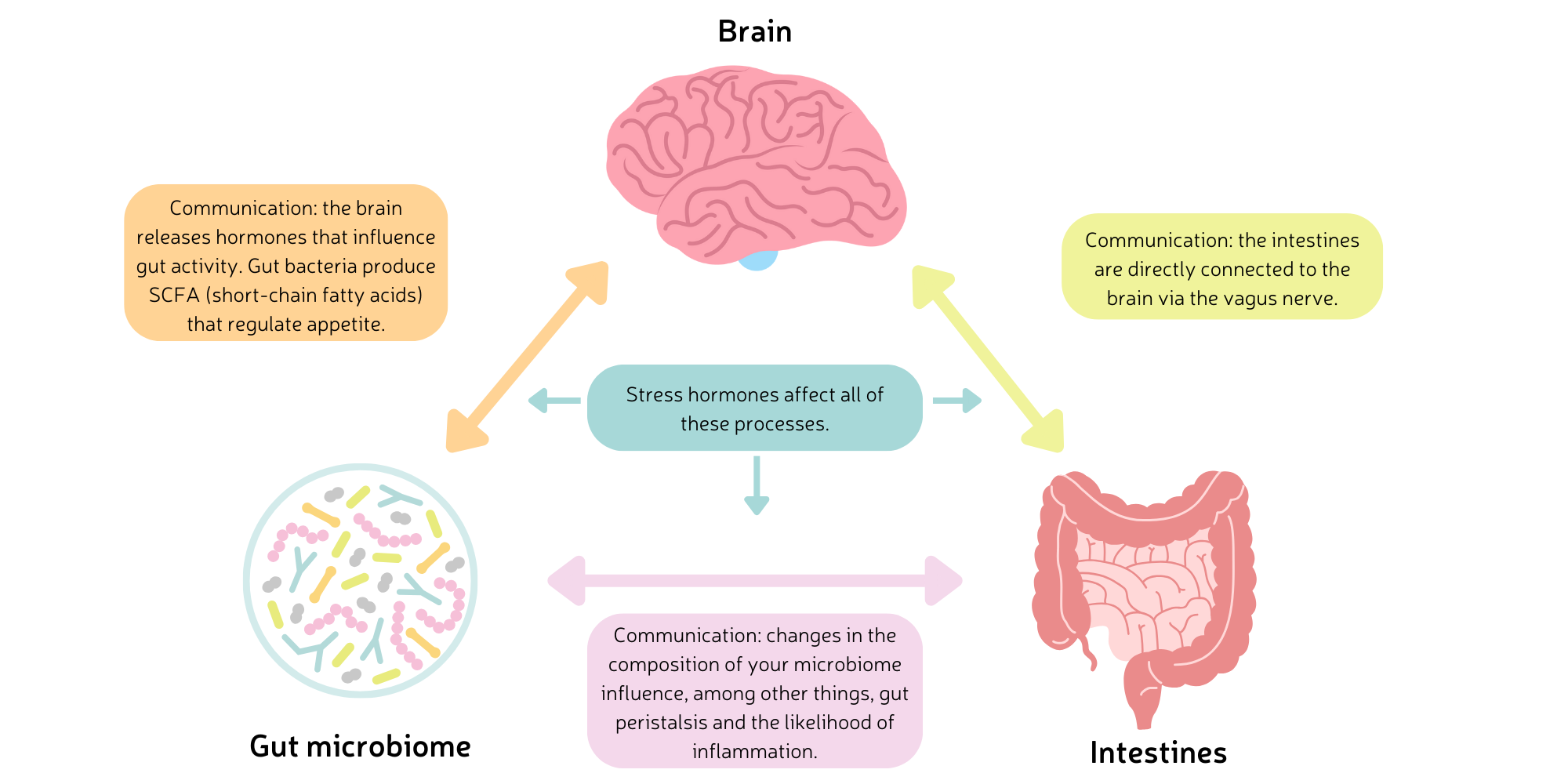 How does stress influence the gut microbiome