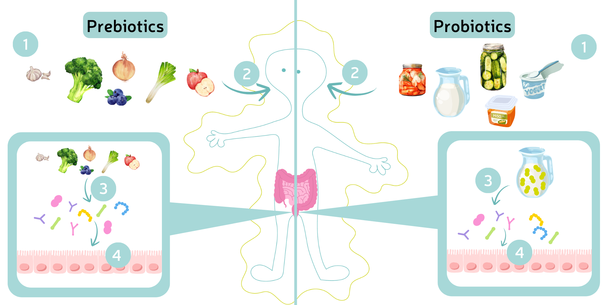 How do probiotics and prebiotics work