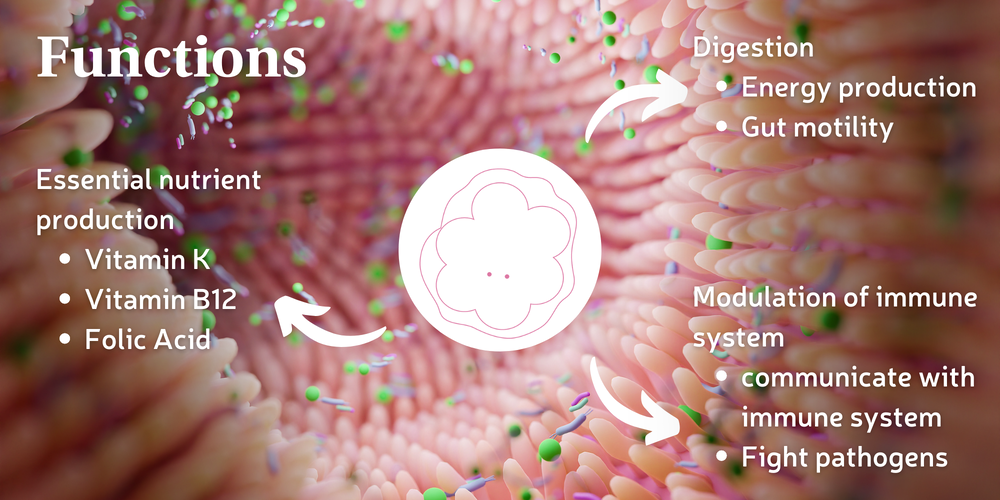 Gut Health and Your Microbiota: A Wonderful Relationship | MyMicroZoo ...